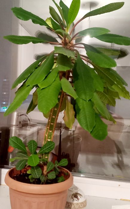 Продам комнатное растение