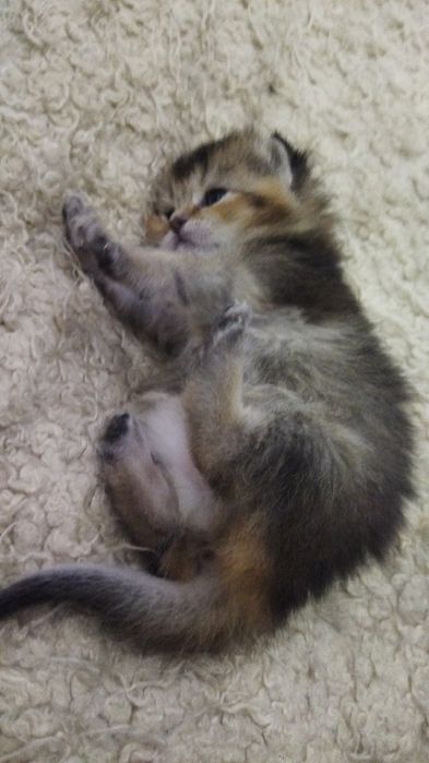 Готовяться к продаже котята золотая шиншилла