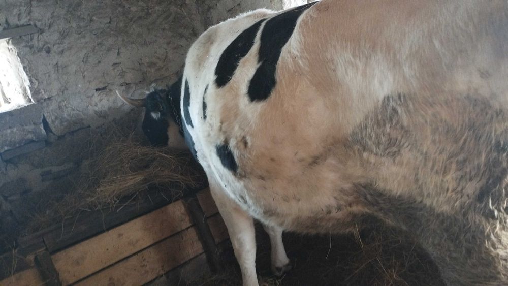 Vaca Holstein 3 ani de vânzare