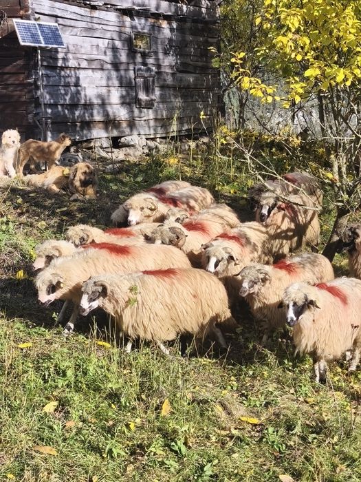 Vând 15 oi și un berbec