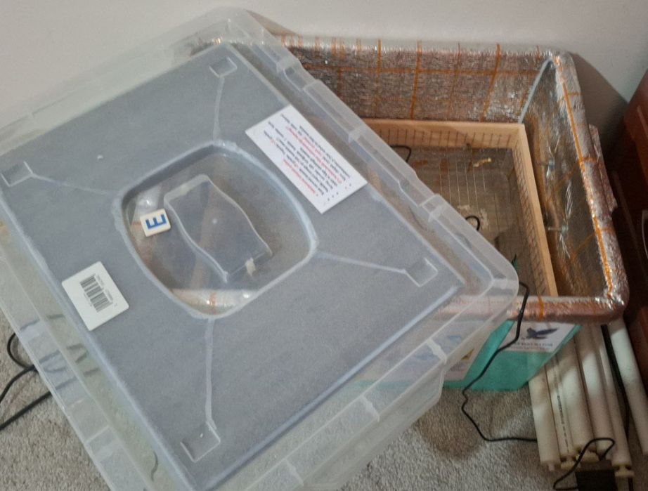 Inkubator 60 talik
