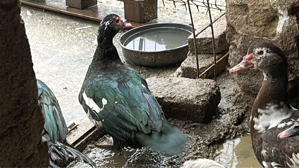 Rate ciocolatii 2025