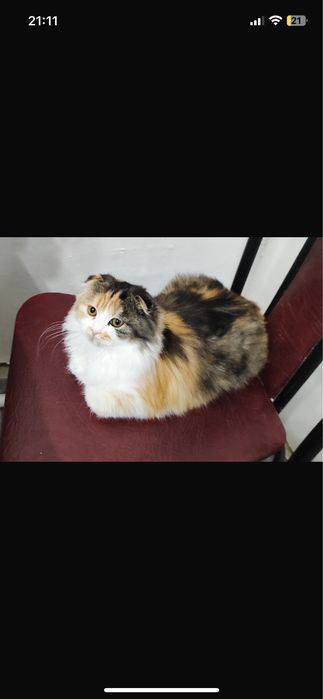 Отдам котенка добрые руки