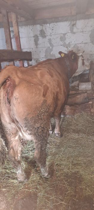 Vind vacă 5ani gestantă