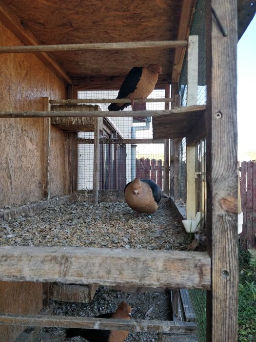 Vind porumbei arhangheli