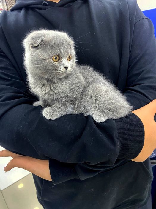 Продается котенок