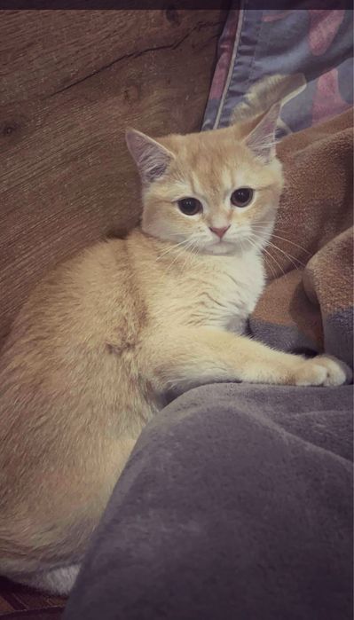 золотистая шиншилла