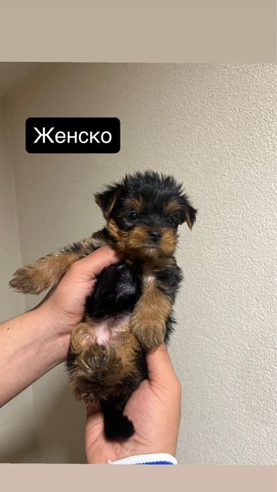 Мини Йорки (Йоркширски териер]