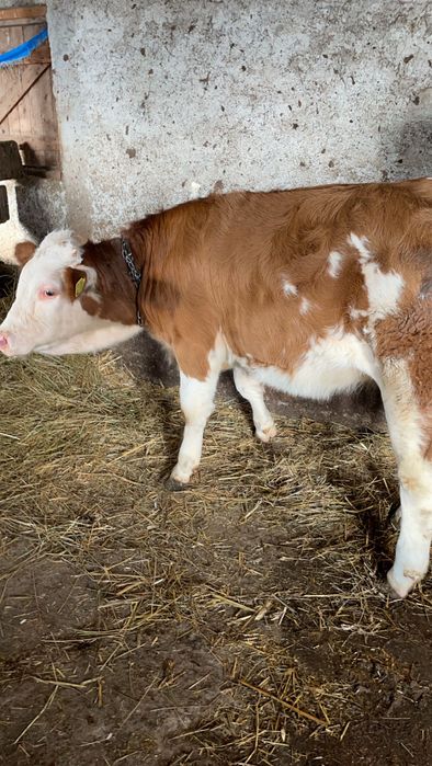 Vând vitea Bălțat forte frumoasă