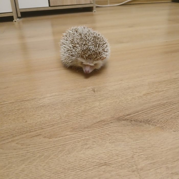 Африкански таралеж