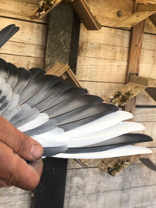 Porumbei voiajori Belgia /olanda