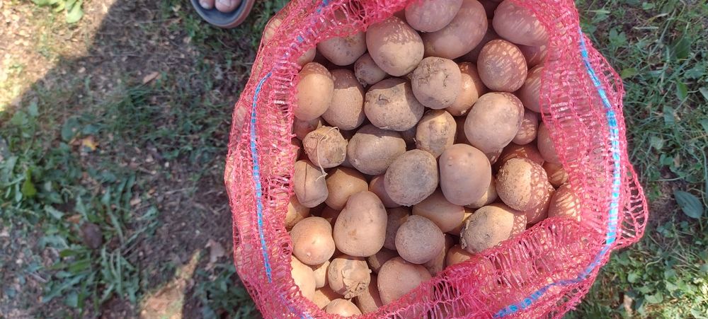 Cartofi samanta sau animale