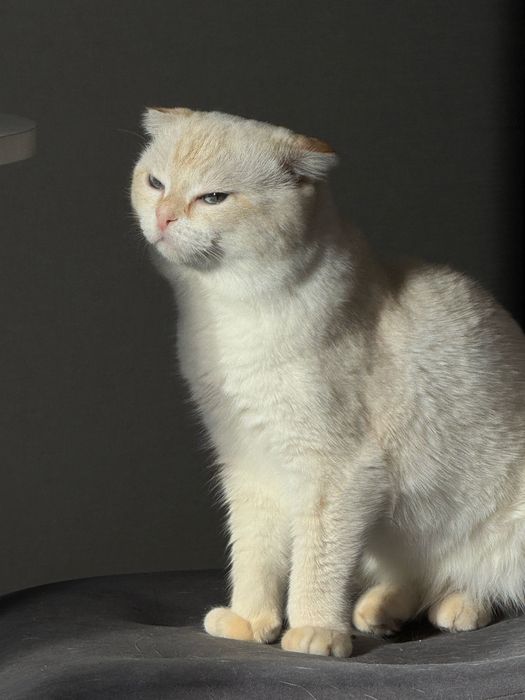 Кот ищет невесту, вязка кота