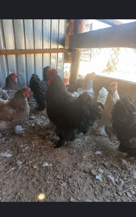 Тауық сатылады домашный