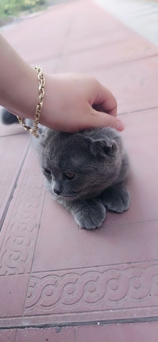 Продаются котята