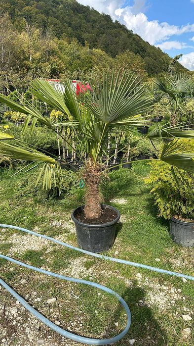 Palmieri Trachycarpus – Rezistență la ger și eleganță tropicală