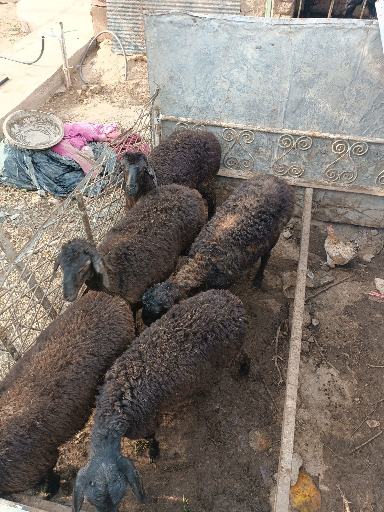5 6 oylik qoʻzilar Hussori