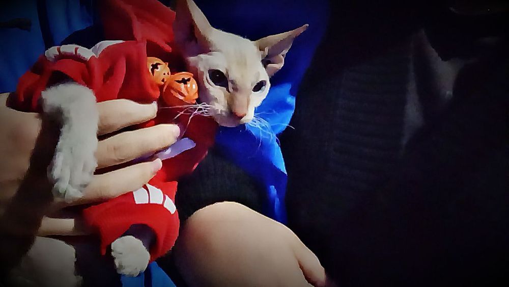 Mushukni yaxshi qoʻllarga sotamiz