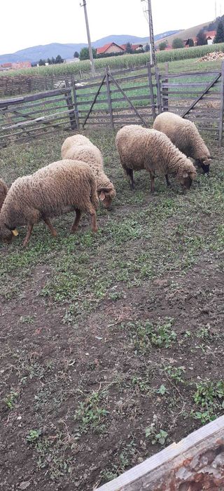 5 oi tinere si berbec