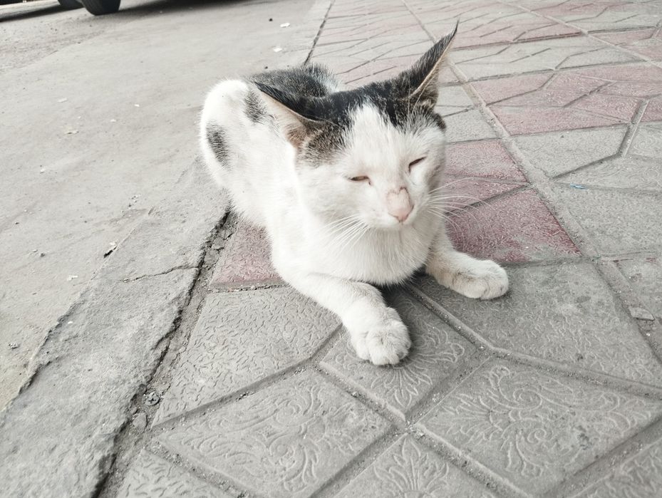 Кошку отдам даром