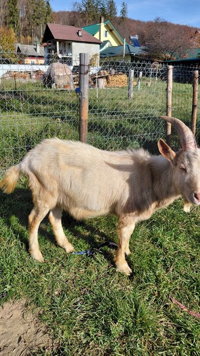 Vand țap Zanen de anul acesta