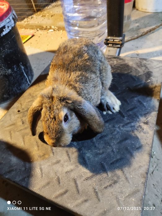 Quyonlar sotiladi korimda boqilgan