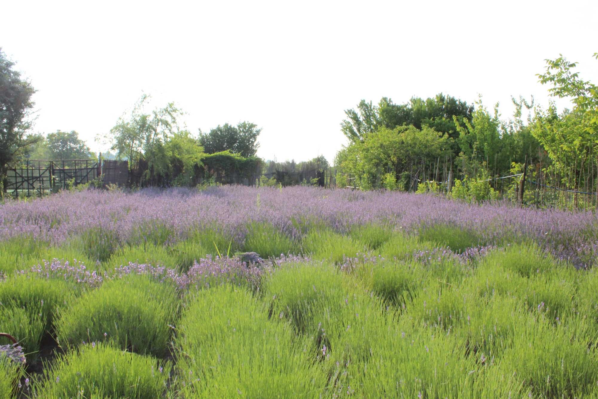 Ulei esential de lavanda