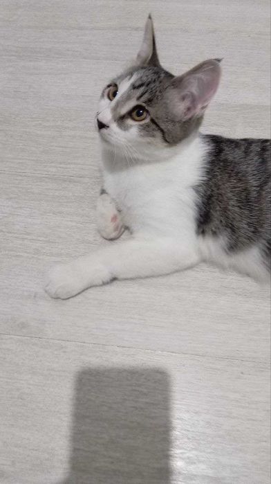 Очаровательный котик, 5 мес., паспорт, кастрирован, лоток+