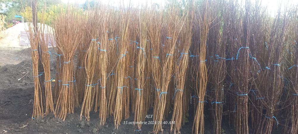 Pomi fructiferi și butasi vita de vie