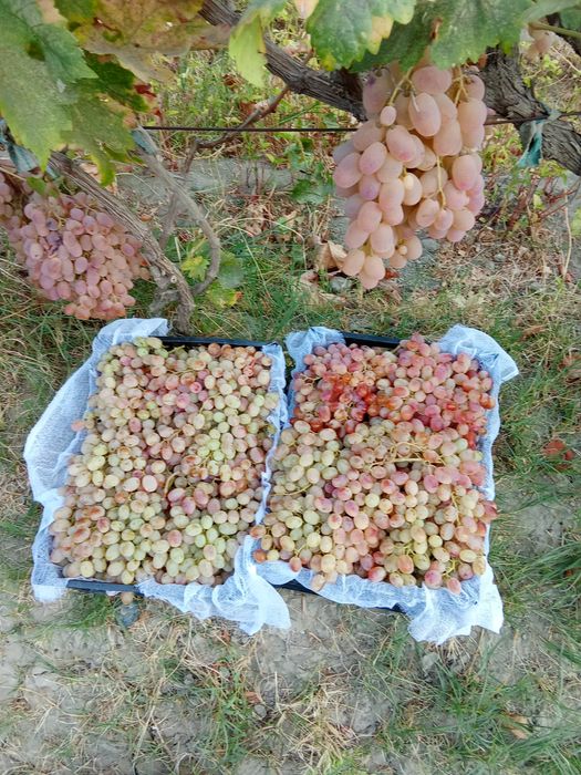 UZUM TOYFI xaladelikda