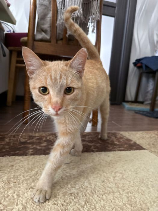 Котик Добби ищет семью