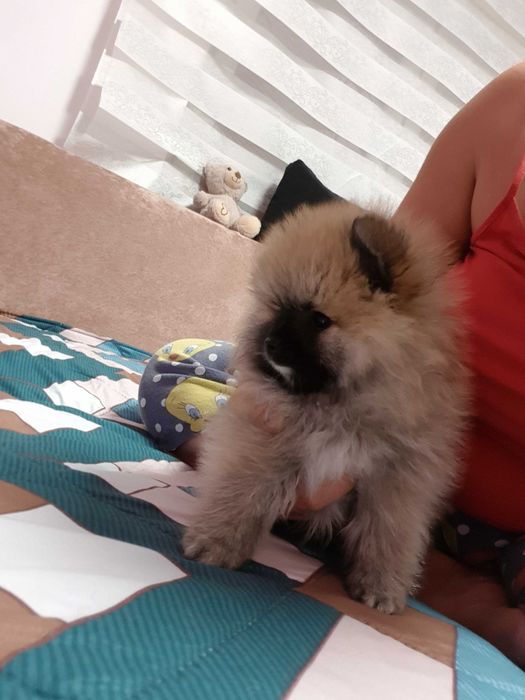 Помериан  на 2 месеца