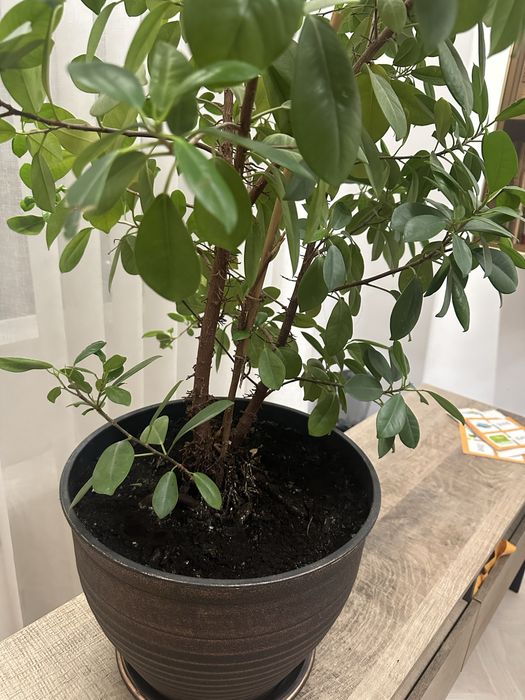 Продается Фикус Мокламе