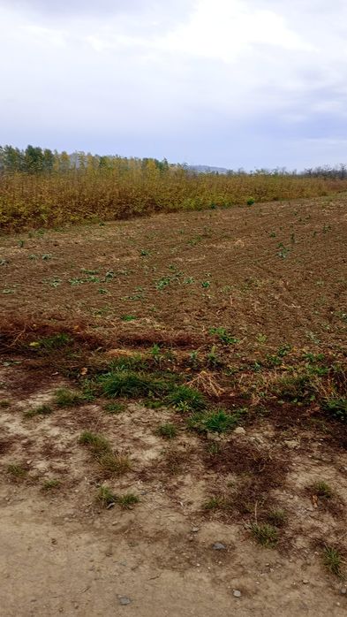 Puieți salcâm frasin fag carpen ulm plop mesteacăn brad molid Tei arin