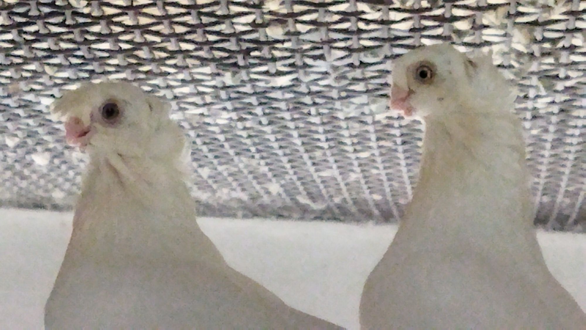 Голуби продаются