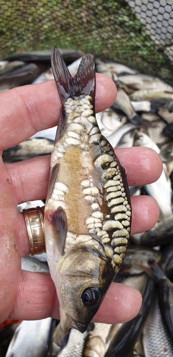 Crap pentru populat .