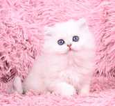 British longhair/shorthair cu pedigree