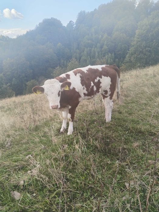 Vînd vacã cu vitea