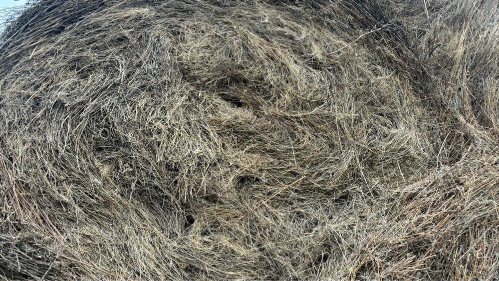 Рулон шөп сатылады