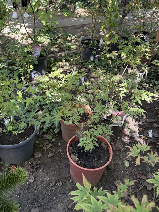 Arțari japonezi diferite marimi