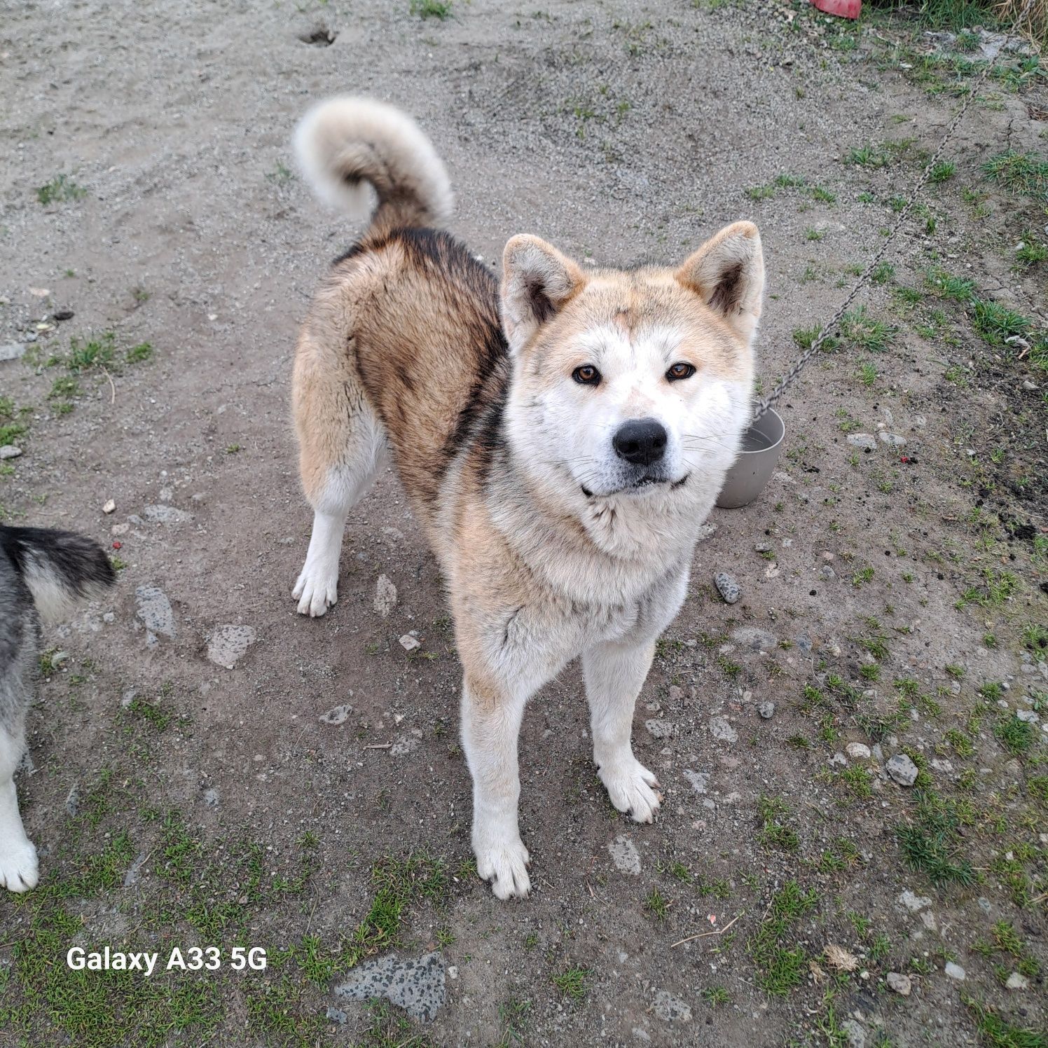 Câine de rasa Akita