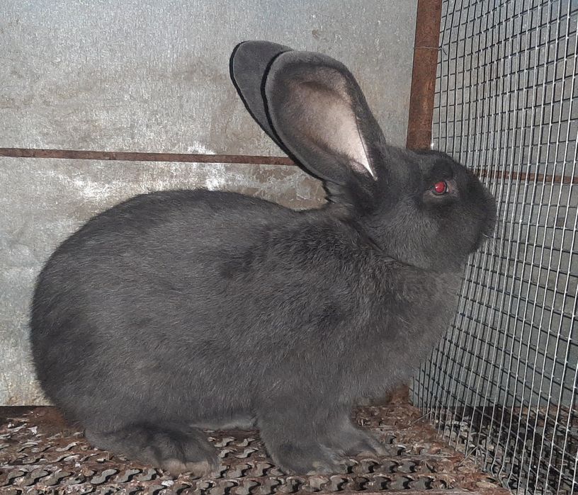 iepuroi fluture albastru janet  schimb