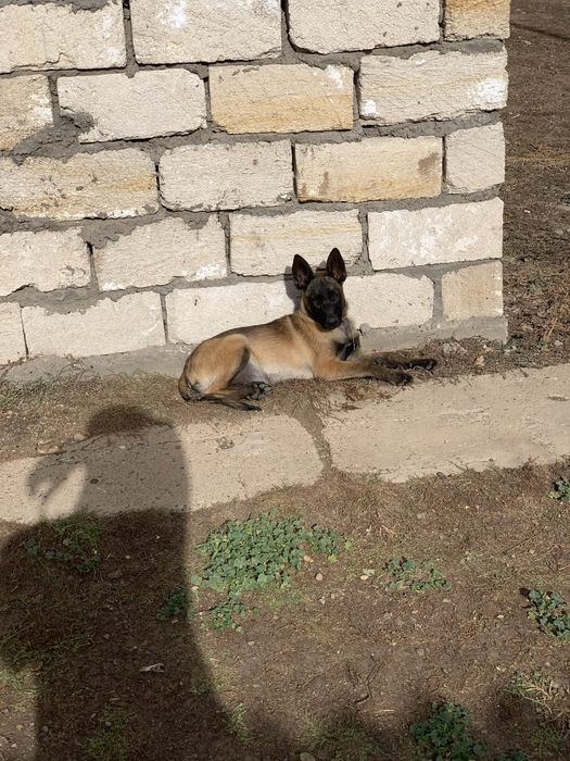 Белгейский овчарка малинуа 3 айлык ургашы