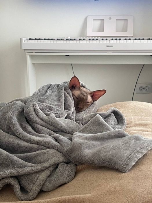 Передержка котиков
