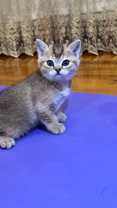 Котята/Mushukchalar