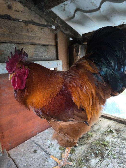Vand cocosi Australorp, New hampshire, Plymouth, Legbar, Araucana