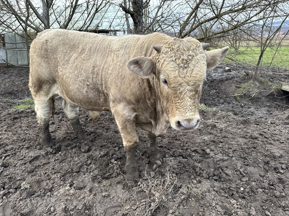 De vanzare tauras Charolaise de 490 de kg