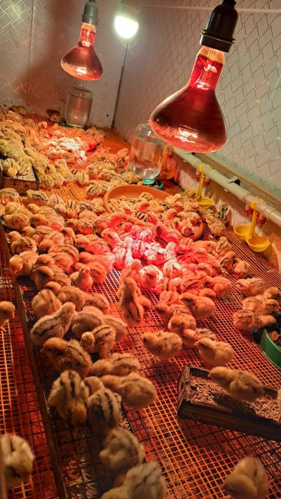 Инкубационное яйцо перепелов.