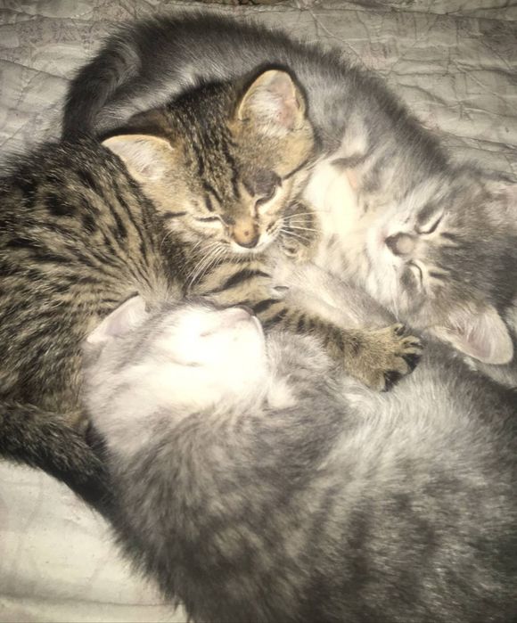 Котята в хорошие руки