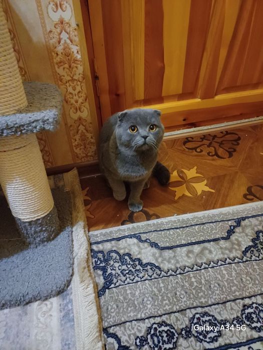 Скоттиш-фолд кошка или Шотландская  вислоухая